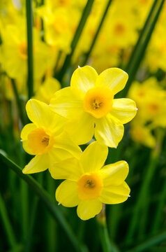 Narcissen.jpg